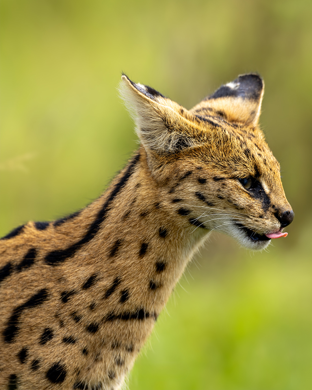 wildlife safari packages