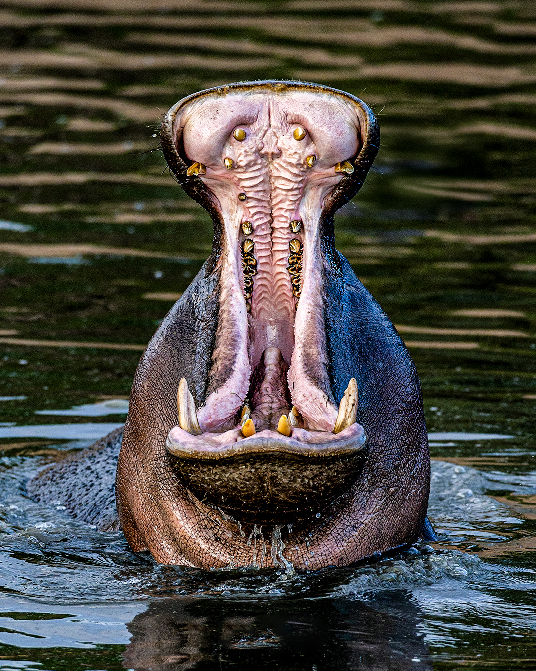 wildlife safari price