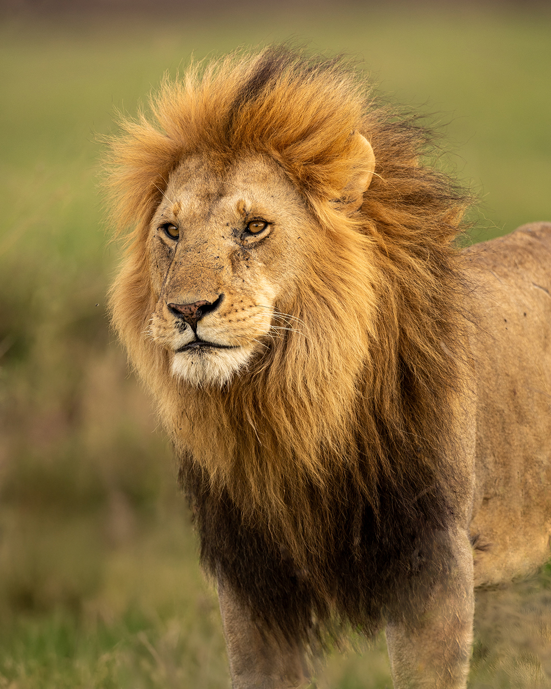 wildlife safari rates