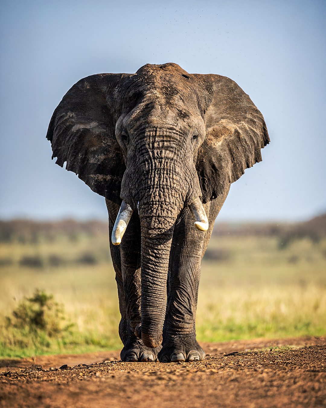 animal safari charges