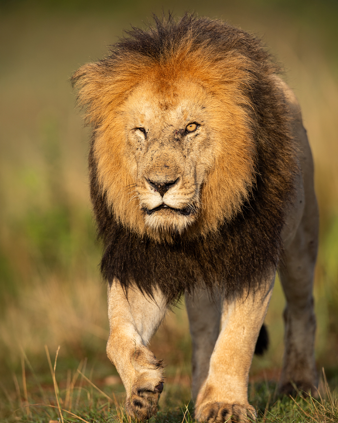 animal safari packages