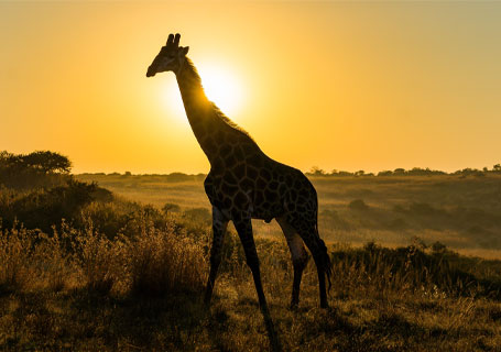 African Safaris Packages