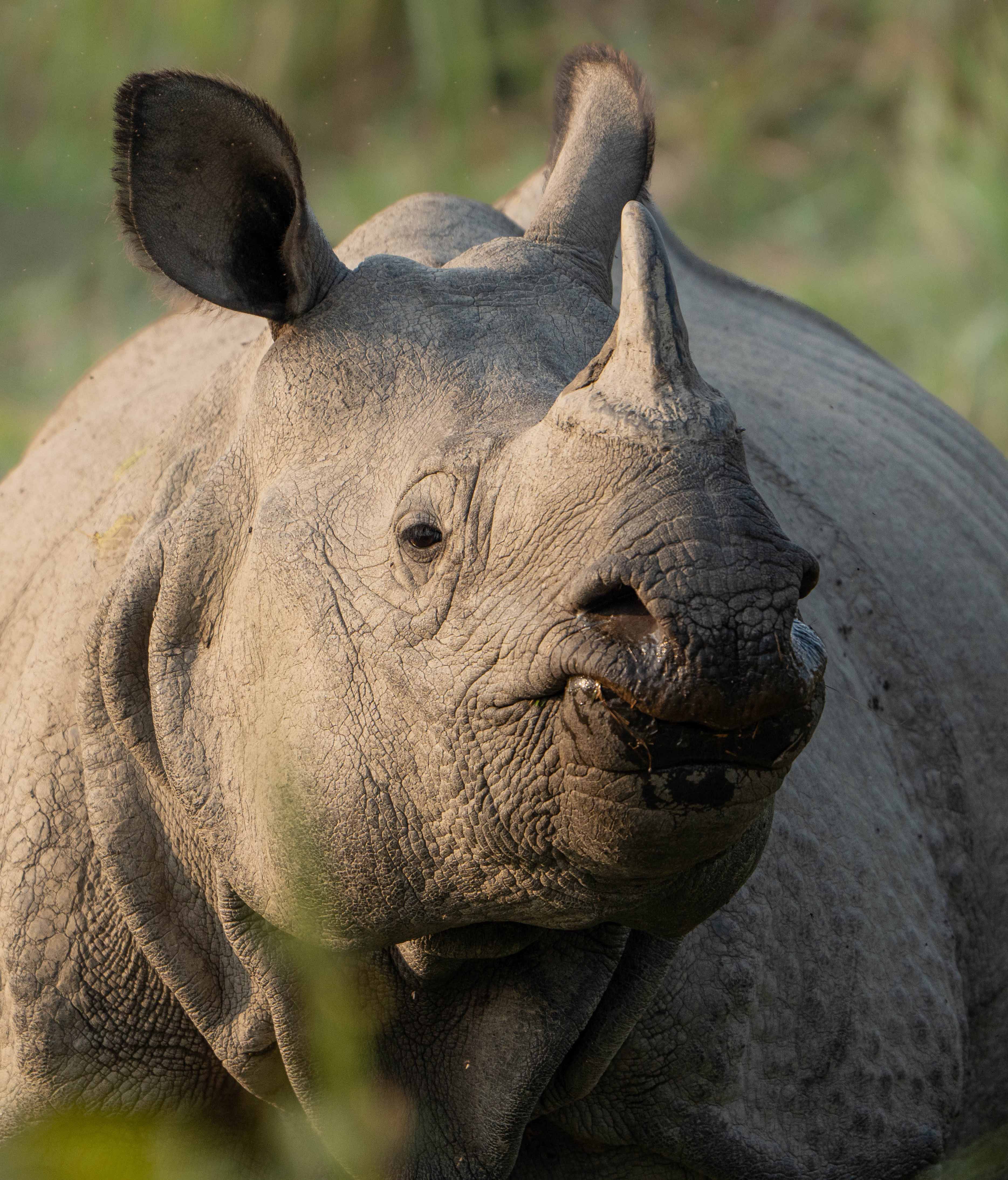 What Happens If Rhinos Vanish from Our Jungles? Exploring the Ecological Ripple and Conservation Solutions. 
