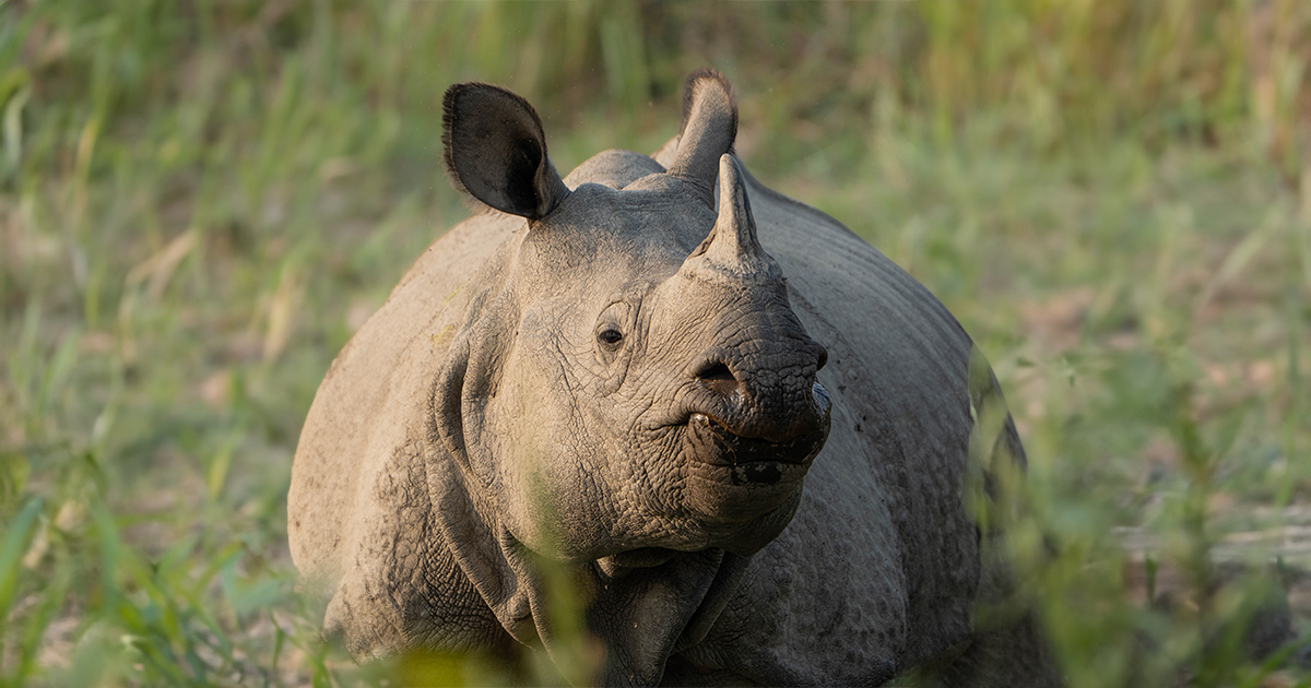 What Happens If Rhinos Vanish from Our Jungles? Exploring the Ecological Ripple and Conservation Solutions. 