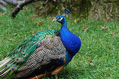 RANTHAMBORE NATIONAL PARK