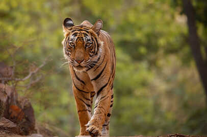 TADOBA NATIONAL PARK