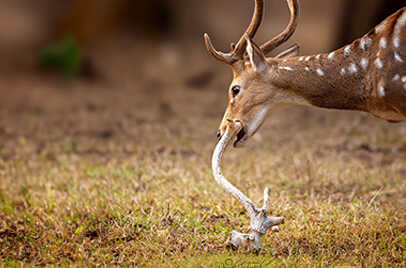 RANTHAMBORE NATIONAL PARK