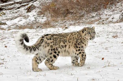 Snow Leopard Expedition