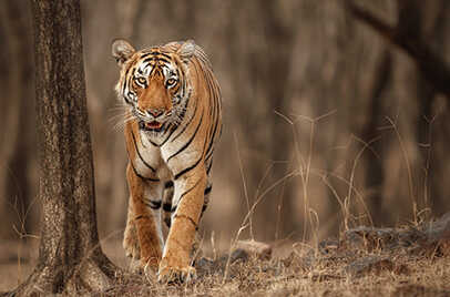 TADOBA NATIONAL PARK