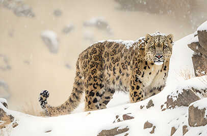 Snow Leopard Expedition