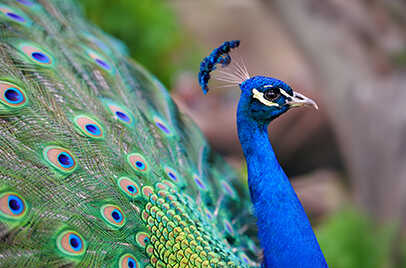 KANHA NATIONAL PARK