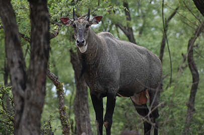 KANHA NATIONAL PARK