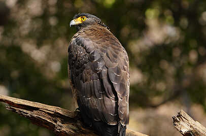 TADOBA NATIONAL PARK