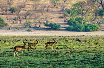 TADOBA NATIONAL PARK