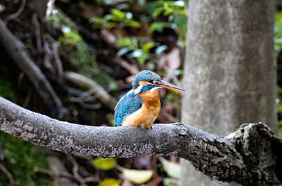 TADOBA NATIONAL PARK