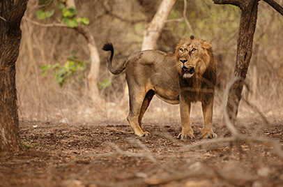 GIR NATIONAL PARK