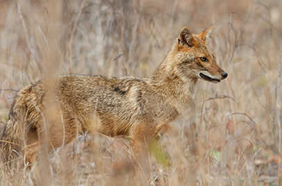 GIR NATIONAL PARK