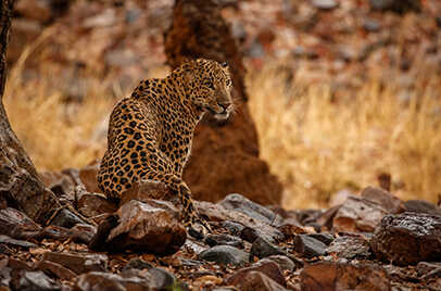 GIR NATIONAL PARK