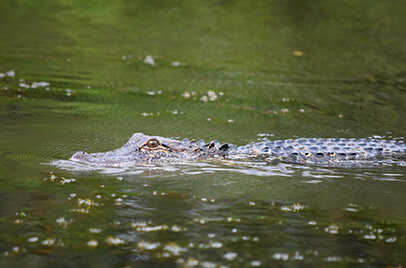 GIR NATIONAL PARK