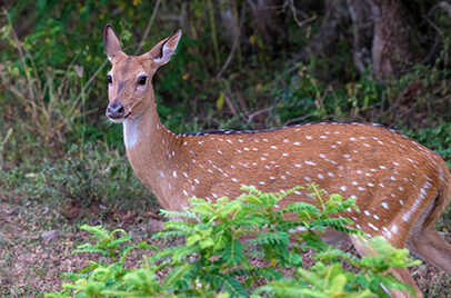 BANDHAVGARH NATIONAL PARK