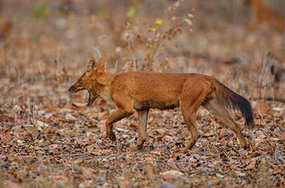 BANDHAVGARH NATIONAL PARK