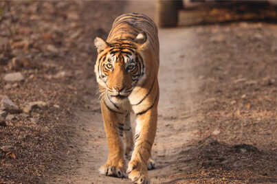 RANTHAMBORE NATIONAL PARK