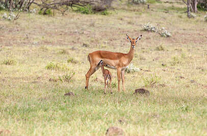 KANHA NATIONAL PARK