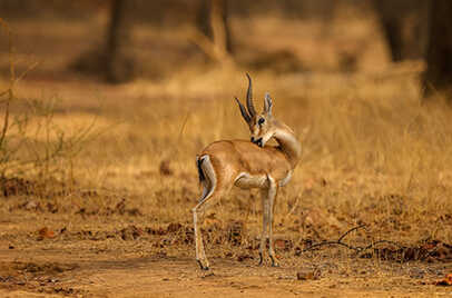 GIR NATIONAL PARK