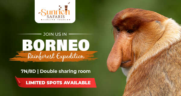 Borneo Rainforest Expedition